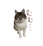 きいちゃんかわいいかきくけこ！（個別スタンプ：12）