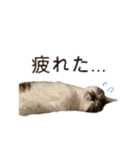 きいちゃんかわいいかきくけこ！（個別スタンプ：15）