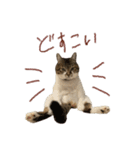 きいちゃんかわいいかきくけこ！（個別スタンプ：17）