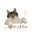 きいちゃんかわいいかきくけこ！（個別スタンプ：19）