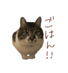 きいちゃんかわいいかきくけこ！（個別スタンプ：20）