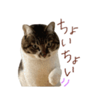 きいちゃんかわいいかきくけこ！（個別スタンプ：22）