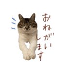 きいちゃんかわいいかきくけこ！（個別スタンプ：23）