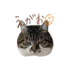 きいちゃんかわいいかきくけこ！（個別スタンプ：24）