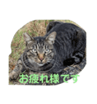 男前きぃちゃん（個別スタンプ：1）