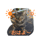 男前きぃちゃん（個別スタンプ：2）