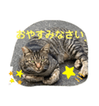 男前きぃちゃん（個別スタンプ：3）