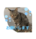 男前きぃちゃん（個別スタンプ：6）