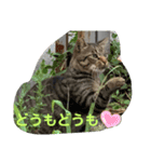 男前きぃちゃん（個別スタンプ：8）