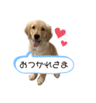 可愛いシェリー(ゴールデンレトリバー)（個別スタンプ：2）
