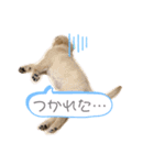 可愛いシェリー(ゴールデンレトリバー)（個別スタンプ：3）