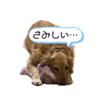 可愛いシェリー(ゴールデンレトリバー)（個別スタンプ：5）