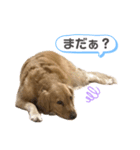 可愛いシェリー(ゴールデンレトリバー)（個別スタンプ：6）