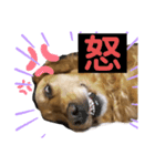 可愛いシェリー(ゴールデンレトリバー)（個別スタンプ：7）