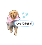 可愛いシェリー(ゴールデンレトリバー)（個別スタンプ：10）