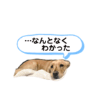 可愛いシェリー(ゴールデンレトリバー)（個別スタンプ：12）