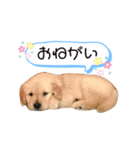 可愛いシェリー(ゴールデンレトリバー)（個別スタンプ：16）