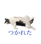 ガスとマクロと時々ヒビスズ（個別スタンプ：1）