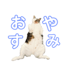 ガスとマクロと時々ヒビスズ（個別スタンプ：3）