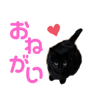 ガスとマクロと時々ヒビスズ（個別スタンプ：4）
