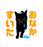 ガスとマクロと時々ヒビスズ（個別スタンプ：5）
