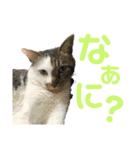 ガスとマクロと時々ヒビスズ（個別スタンプ：11）