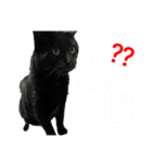 ガスとマクロと時々ヒビスズ（個別スタンプ：12）