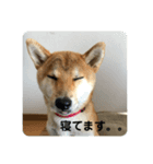 秋ちゃんー♡（個別スタンプ：1）