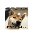 秋ちゃんー♡（個別スタンプ：6）