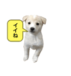 白っぽい雑種中型犬のスタンプ（個別スタンプ：1）