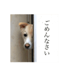 白っぽい雑種中型犬のスタンプ（個別スタンプ：2）