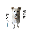 白っぽい雑種中型犬のスタンプ（個別スタンプ：3）