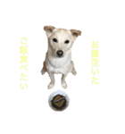 白っぽい雑種中型犬のスタンプ（個別スタンプ：4）