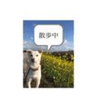 白っぽい雑種中型犬のスタンプ（個別スタンプ：6）