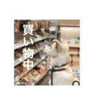 白っぽい雑種中型犬のスタンプ（個別スタンプ：7）