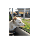 白っぽい雑種中型犬のスタンプ（個別スタンプ：8）