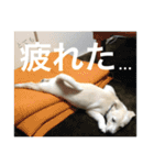 白っぽい雑種中型犬のスタンプ（個別スタンプ：9）