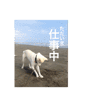 白っぽい雑種中型犬のスタンプ（個別スタンプ：11）