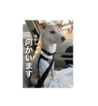白っぽい雑種中型犬のスタンプ（個別スタンプ：12）