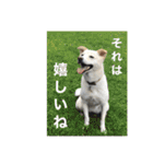 白っぽい雑種中型犬のスタンプ（個別スタンプ：14）