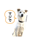 白っぽい雑種中型犬のスタンプ（個別スタンプ：16）