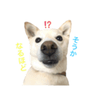 白っぽい雑種中型犬のスタンプ（個別スタンプ：17）