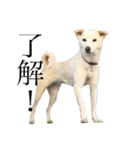白っぽい雑種中型犬のスタンプ（個別スタンプ：18）