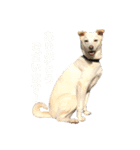 白っぽい雑種中型犬のスタンプ（個別スタンプ：19）