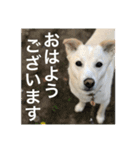 白っぽい雑種中型犬のスタンプ（個別スタンプ：20）