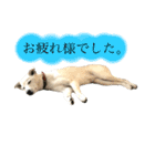 白っぽい雑種中型犬のスタンプ（個別スタンプ：21）