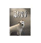 白っぽい雑種中型犬のスタンプ（個別スタンプ：22）