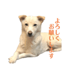 白っぽい雑種中型犬のスタンプ（個別スタンプ：23）