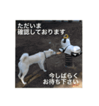 白っぽい雑種中型犬のスタンプ（個別スタンプ：24）