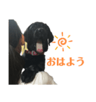 黒ラブラドールレトリバーのスタンプ（個別スタンプ：15）